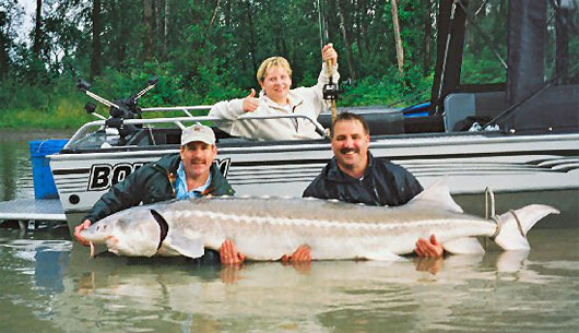 Figure 2: Sturgeon allegedly caught on the Fraser River